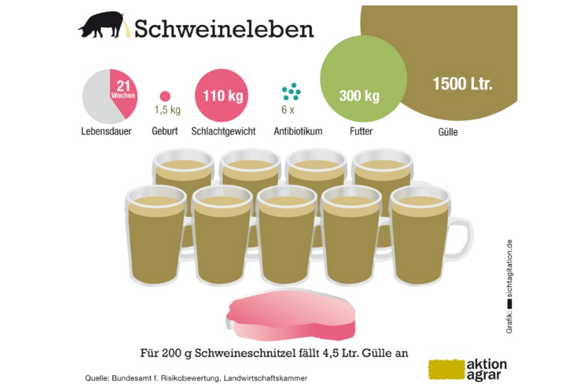 Schweineleben