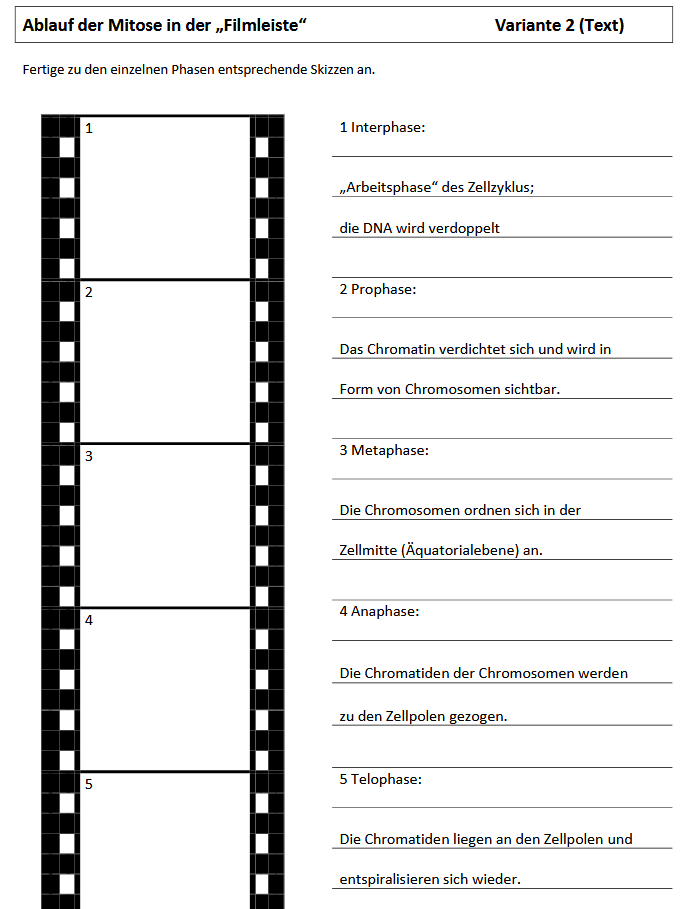 Arbeitsblatt Variante 2