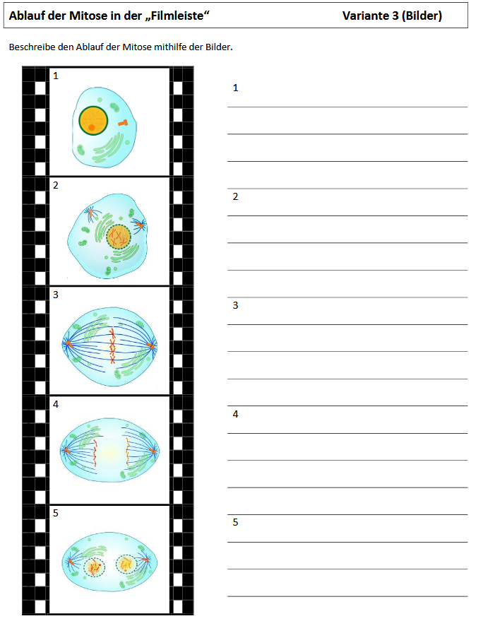 Arbeitsblatt Variante 3