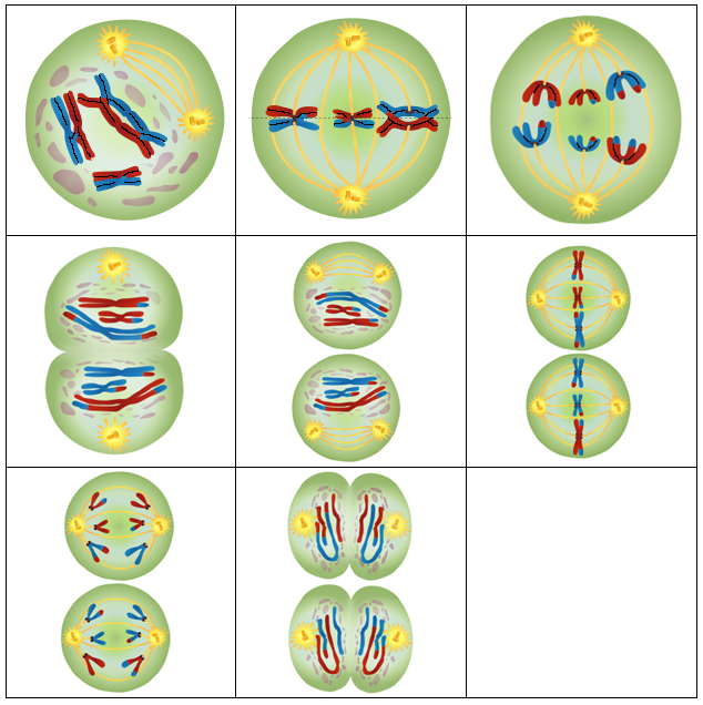 Lösungsvorschlag Zwillingsspiel (Meiose)