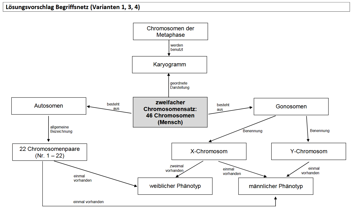Lösungsvorschlag Begriffsnetz