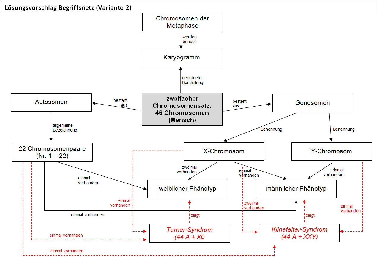 Begriffsnetz - Lösungsvorschlag 2