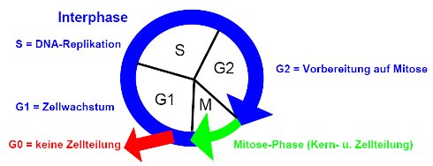 Interphase
