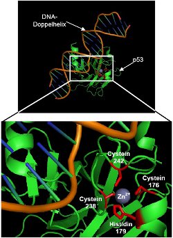 Bändermodell und Vergrößerung desselben