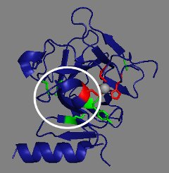 Bändermodell Mutante