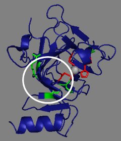 Bändermodell Wildtyp