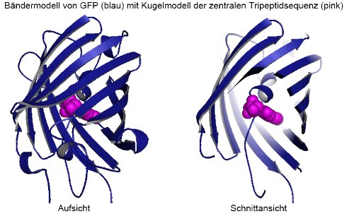 Bändermodell GFP