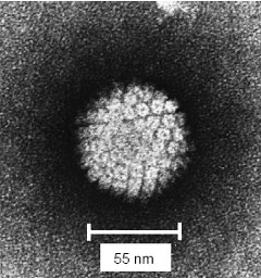 HPV Capsid