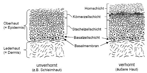Haut und Schleimhaut