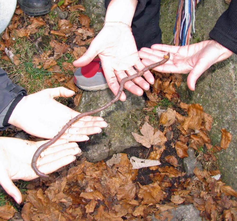 Regenwurm im Laub