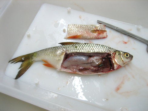 Fischpräparation – innere Organe