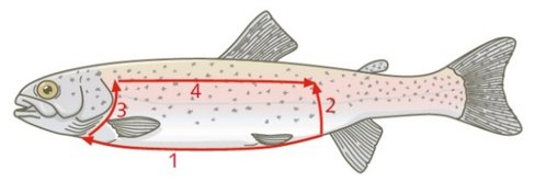 Präparationsschnitte