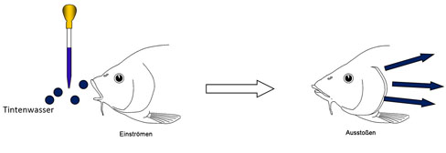 Gedankenexperiment Lösung