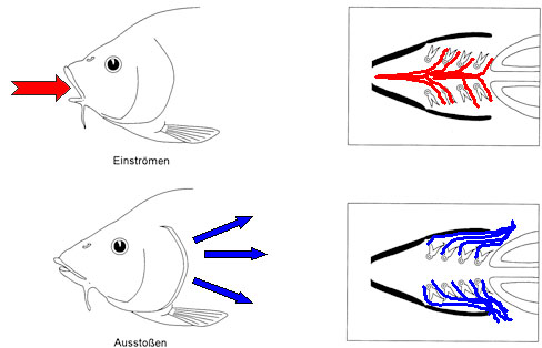 Weg des Atemwassers - Lösung