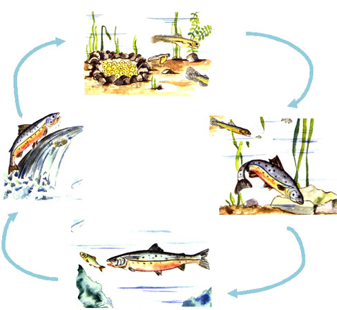 Die lange Reise der Lachse