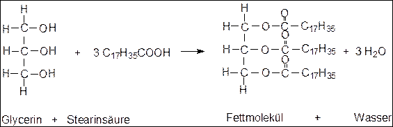 Synthese von Fett