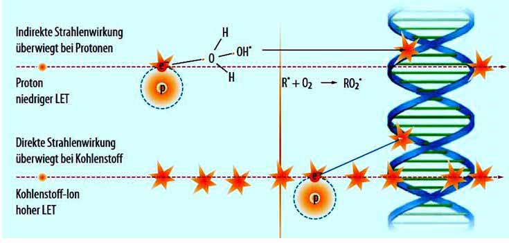 Schädigung der DNA durch Teilchenstrahlen