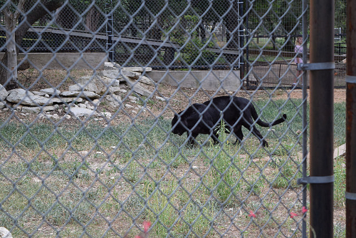Panther im Zoo