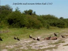 Zopilote auf einem toten Esel