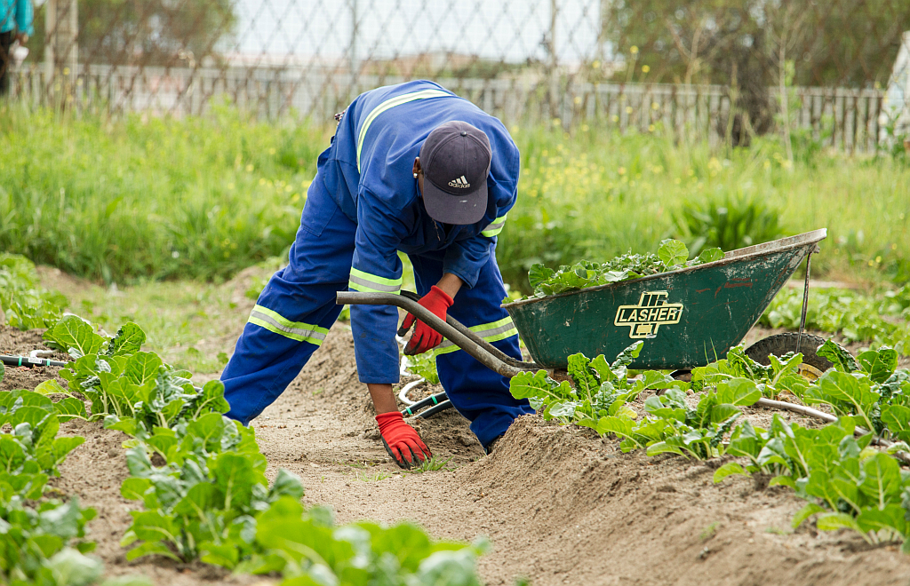 Mann mit Schubkarre bei der Ernte von Gemüse