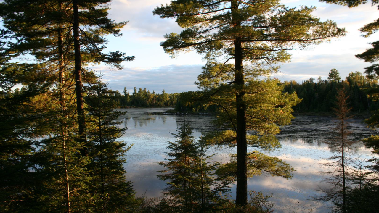 Ein ruhiger See in Quebec, umgeben von hohen Bäumen, die sanft im Licht der untergehenden Sonne leuchten